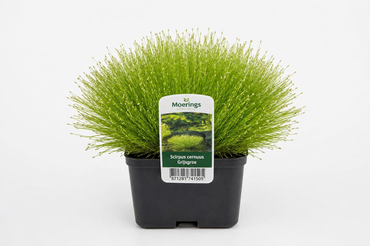 Scirpus cernuus gri-verde la ghiveci, Moerings