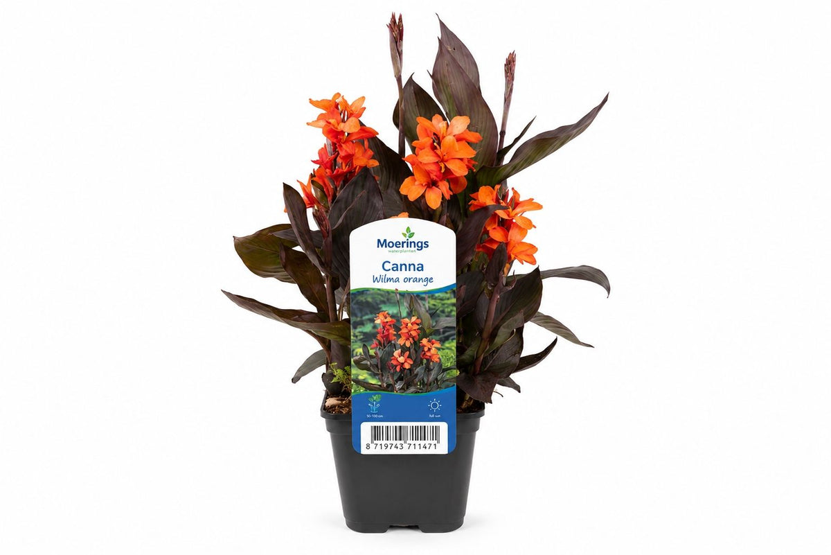 Canna Wilma portocalie la ghiveci 18 x 18cm, Moerings