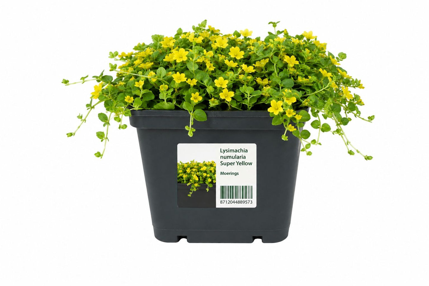 Lysimachia numularia Super Yellow, la ghiveci, Moerings, 18x18 cm