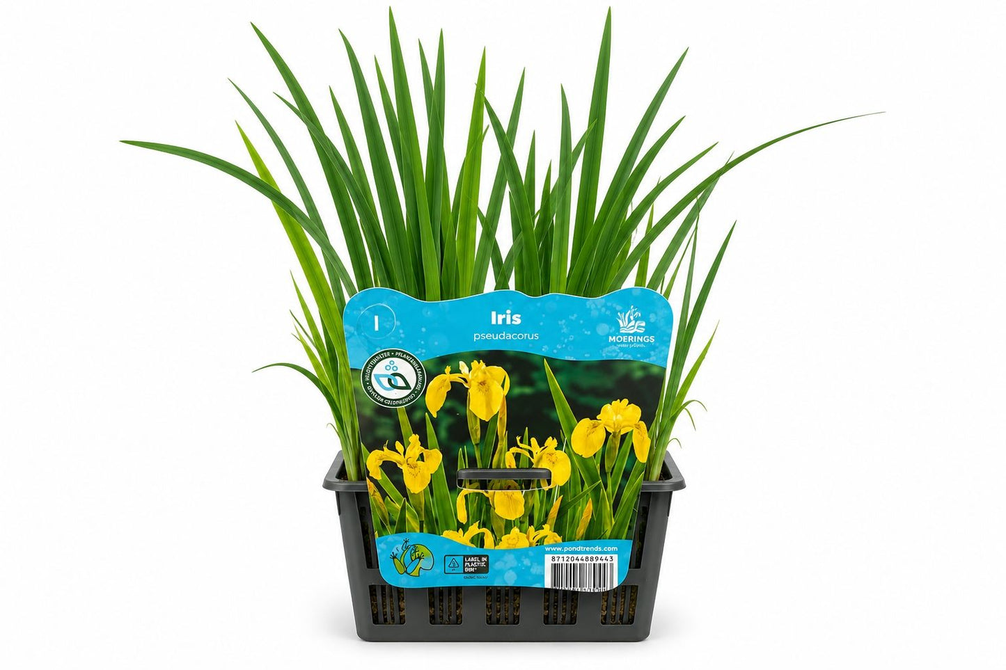Iris pseudacorus galbena la ghiveci, Moerings