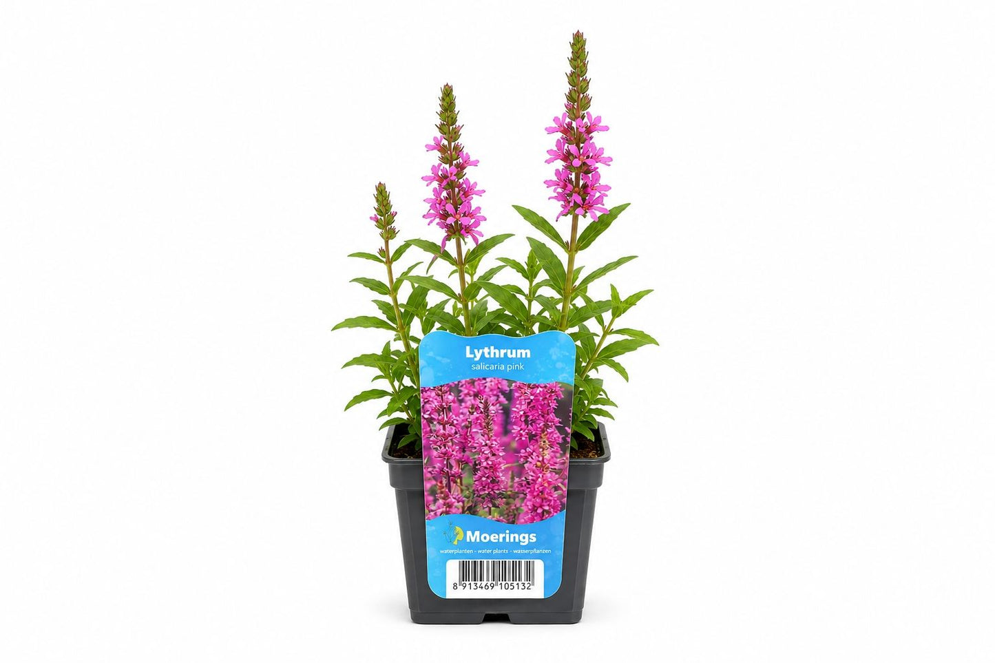Lythrum salicaria roz la ghiveci, Moerings