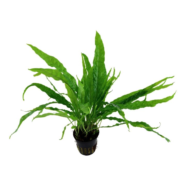 Planta naturala de acvariu, Microsorium pteropus la ghiveci