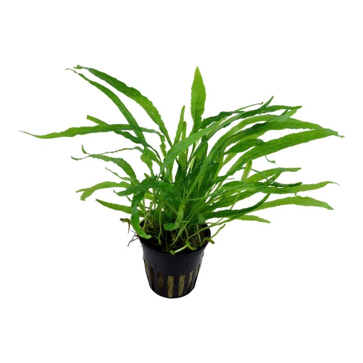 Planta naturala de acvariu, Microsorum pteropus narrow la ghiveci