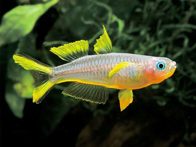 Pseudomugil furcatus 1-1,5 cm