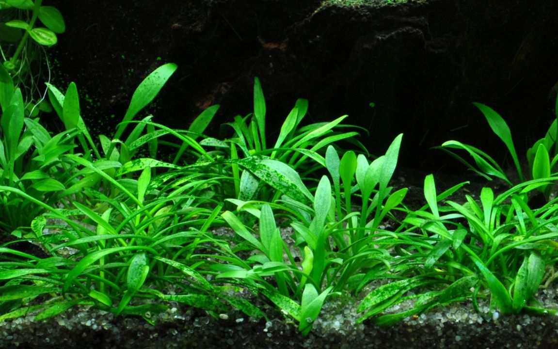 Planta naturala de acvariu, Tropica, Cryptocoryne parva, la ghiveci