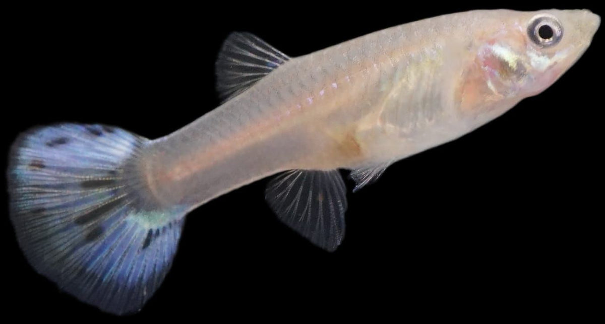 Peste vivipar, Guppy Snow White