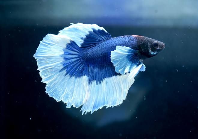 Betta big ears (Elephant ear betta) XL, mascul