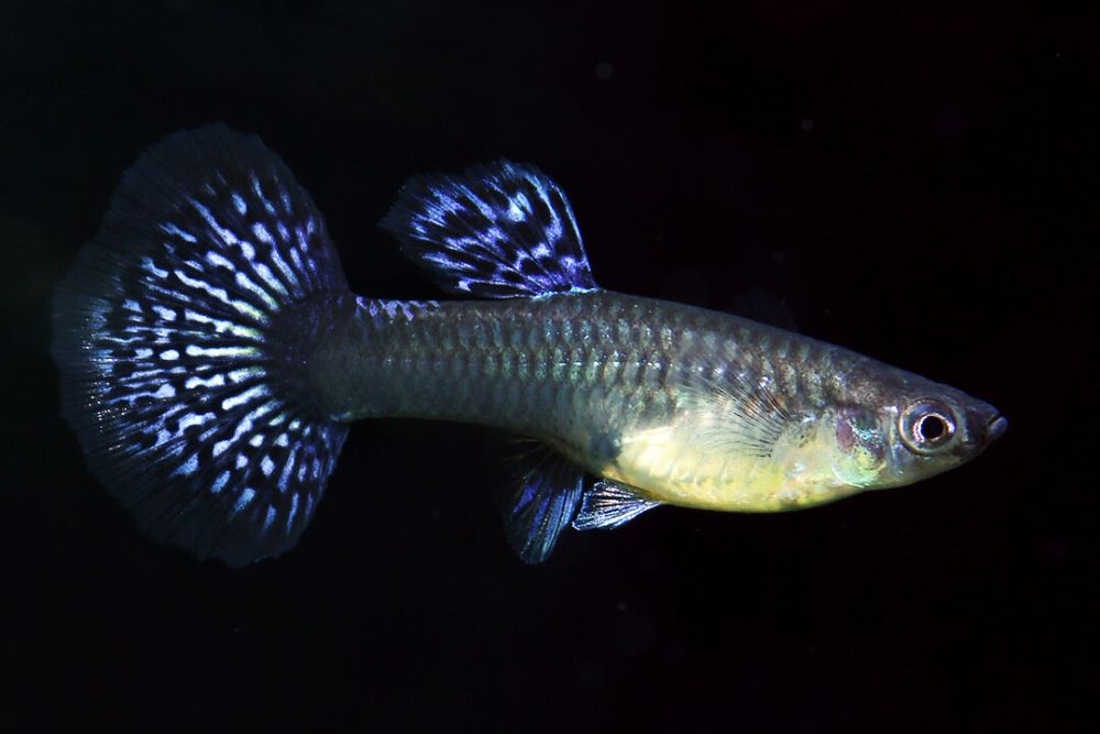 Poecilia reticulata metal blue lace (pereche)
