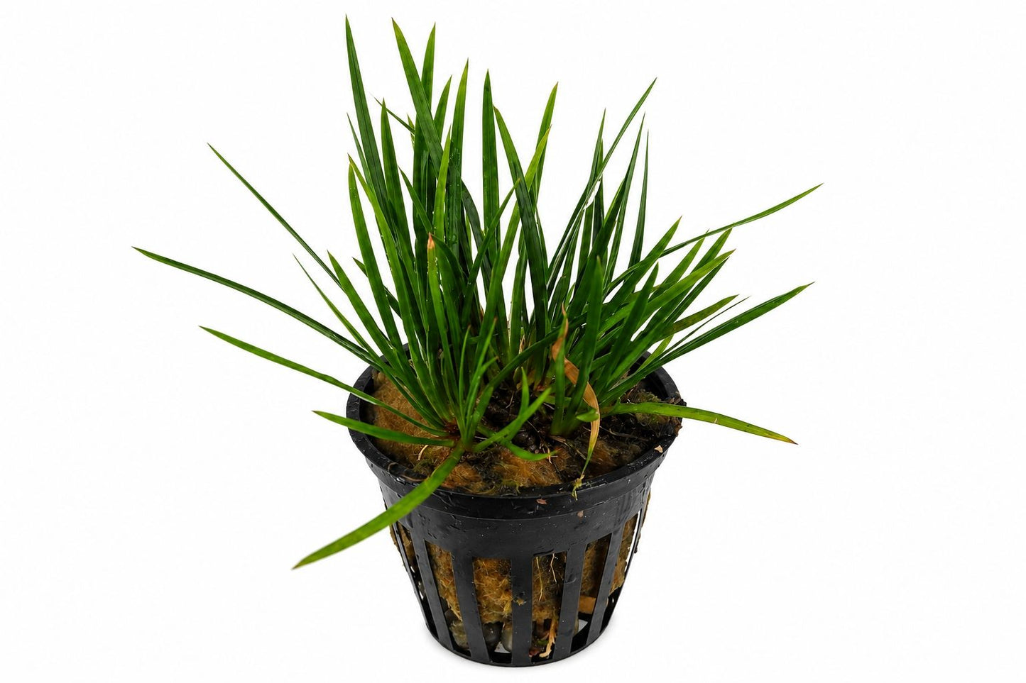Planta naturala de terariu, Acorus gramineus var. pussilus, la ghiveci