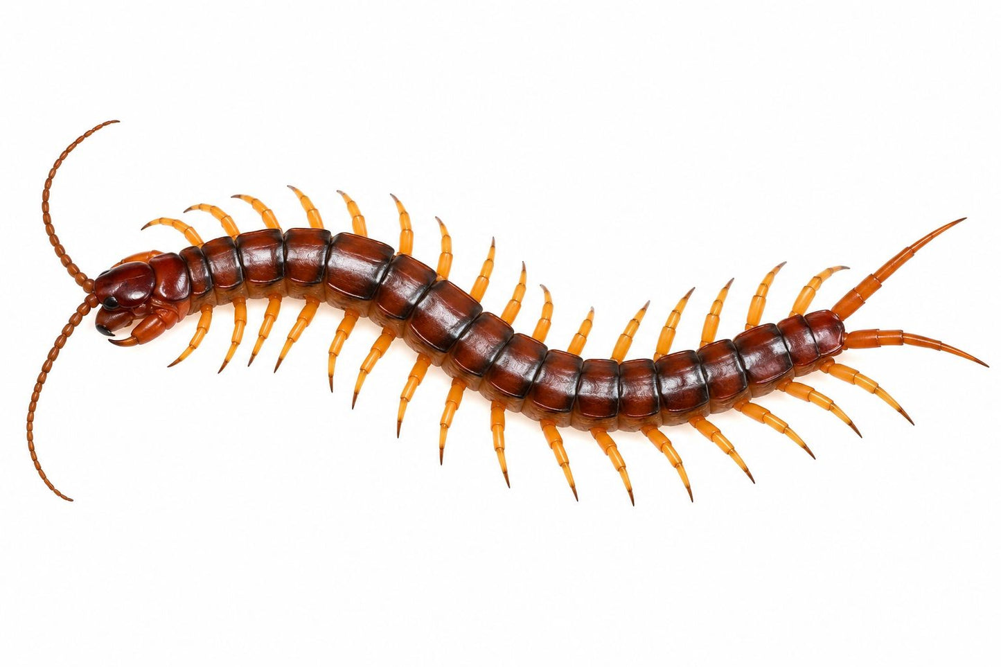 Scolopendra subspinipes Small (Orange Legged Centipede)