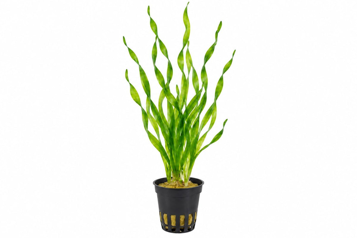 Planta naturala de acvariu, Petra-aqua, Vallisneria crokscrew, la ghiveci