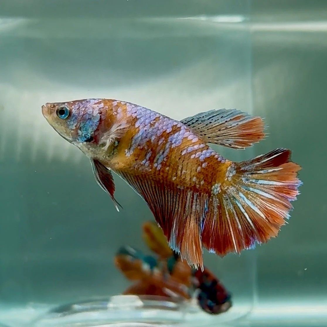 Pește Betta splendens Halfmoon Koi XL, femelă