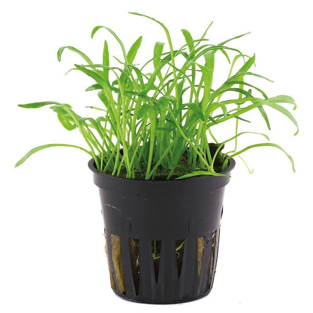 Planta naturala de acvariu, Tropica, Lilaeopsis brasiliensis, blister, 20 cm