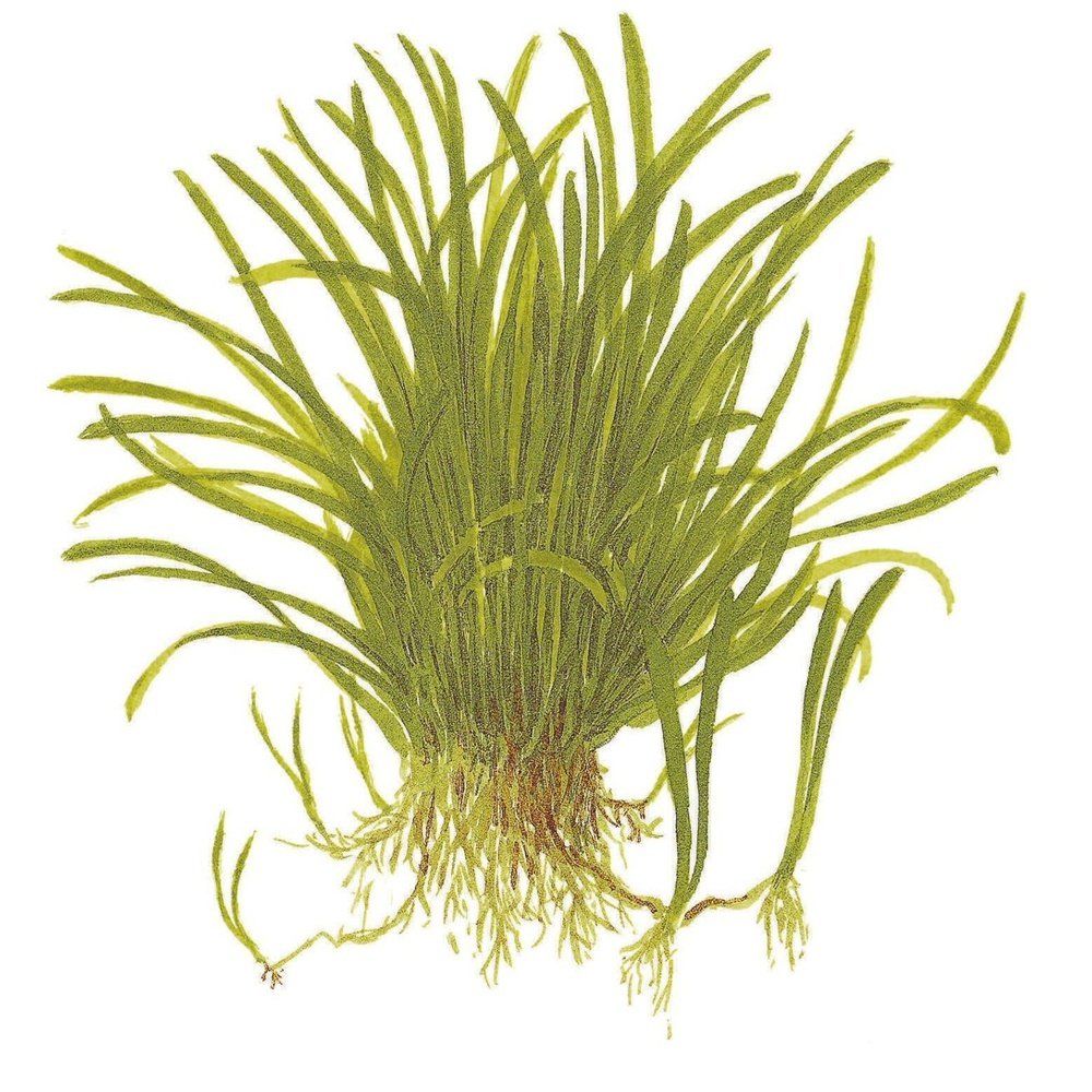 Planta naturala de acvariu, Tropica, Lilaeopsis brasiliensis, blister, 20 cm