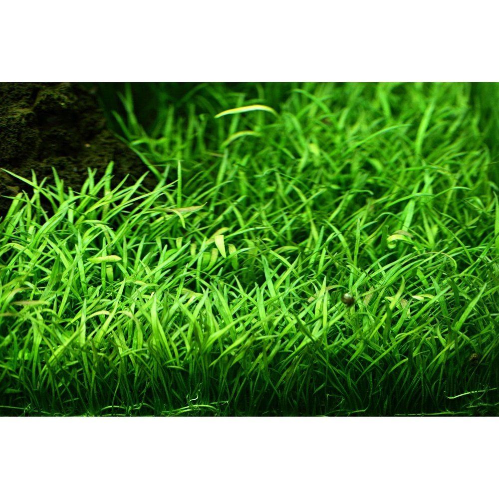 Planta naturala de acvariu, Tropica, Lilaeopsis brasiliensis, blister, 20 cm