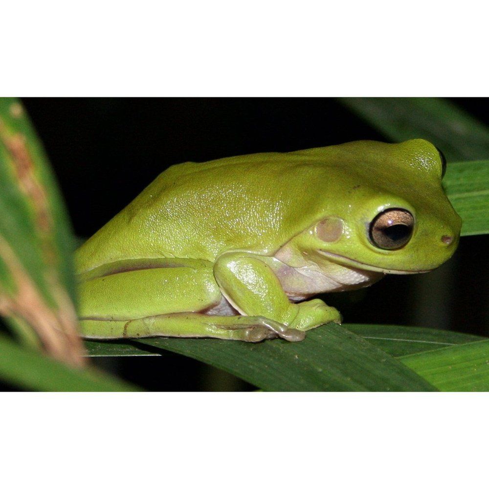 Litoria caerulea, small