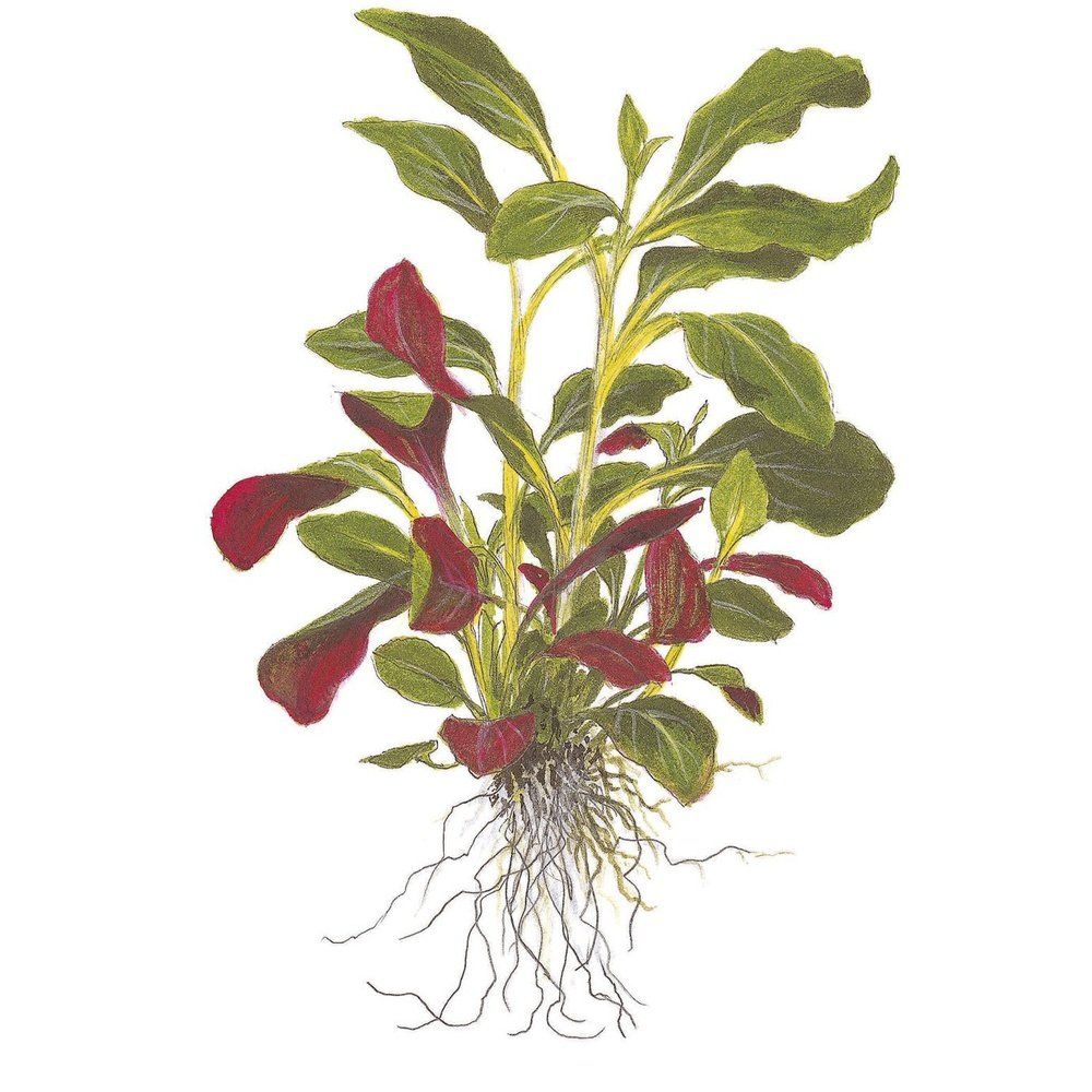 Plantă naturală de acvariu, Tropica, Lobelia cardinalis, blister, 20 cm