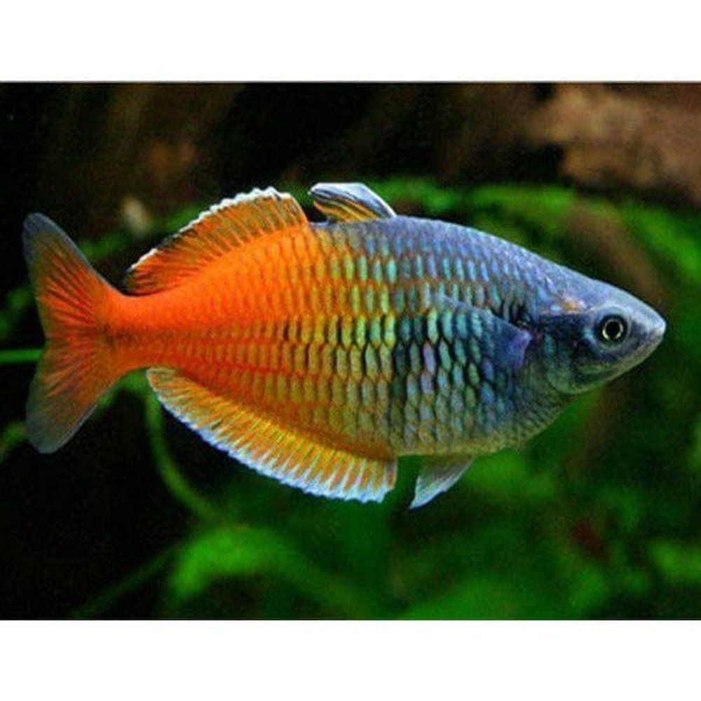 Melanotaenia boesemani (Boesemani Rainbow) 4-5,5 cm