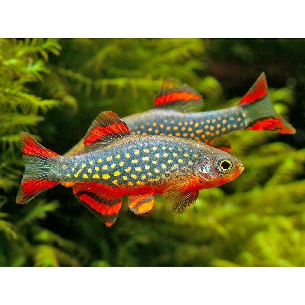 Microrasbora Galaxy (Danio margaritus) 1-2 cm