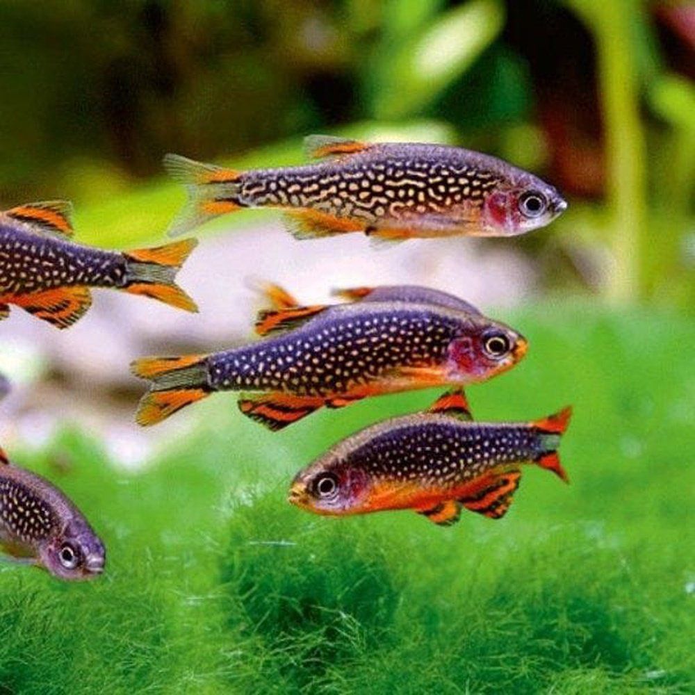 Microrasbora Galaxy (Danio margaritus) 1-2 cm