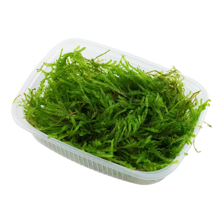Muschi natural pentru acvariu, Tropica, Vesicularia ferriei 'Weeping', 7,5x10 cm