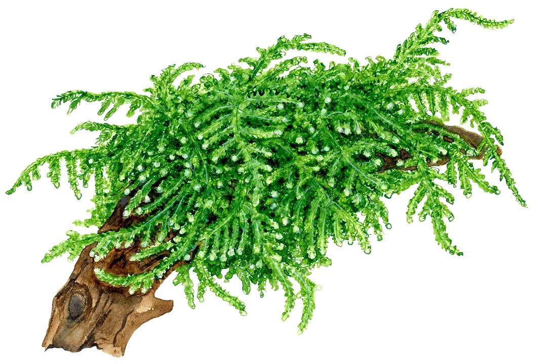 Muschi natural pentru acvariu, Tropica, Vesicularia ferriei 'Weeping', 7,5x10 cm