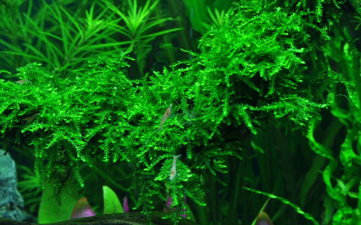Muschi natural pentru acvariu, Tropica, Vesicularia ferriei 'Weeping', 7,5x10 cm