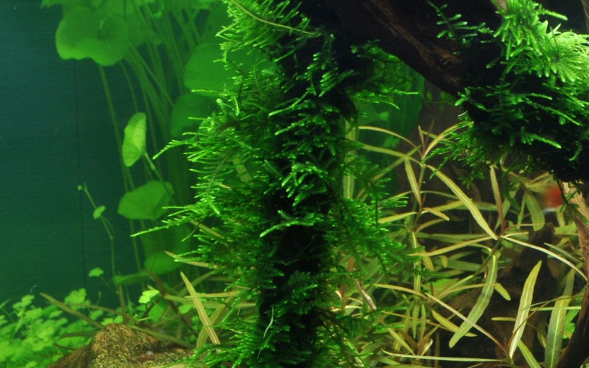 Muschi natural pentru acvariu, Tropica, Taxiphyllum 'Spiky', 7,5x10 cm