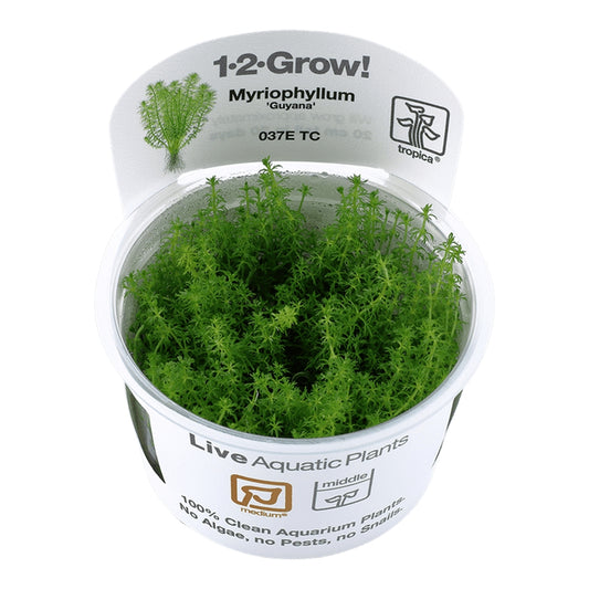 Planta naturala de acvariu, Tropica, Myriophyllum Guyana 1-2-Grow!, 5 cm
