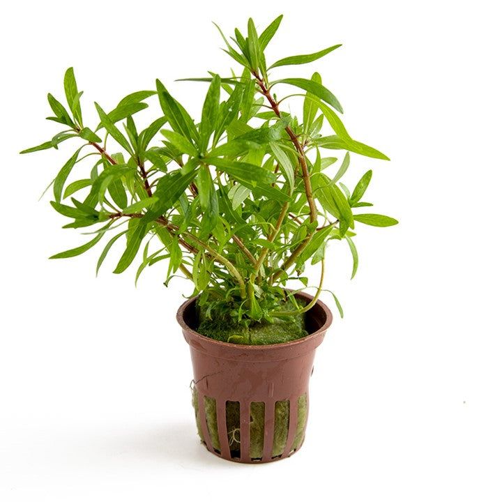 Plantă naturală de acvariu, Tropica, Ludwigia inclinata Cuba