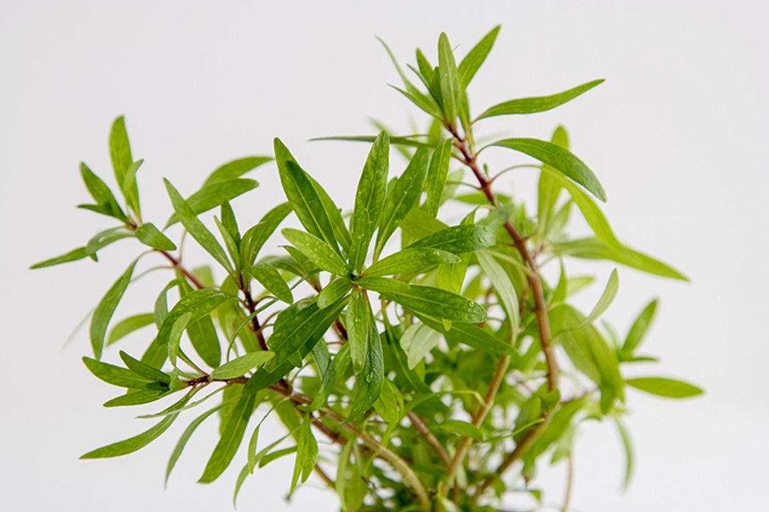 Plantă naturală de acvariu, Tropica, Ludwigia inclinata Cuba