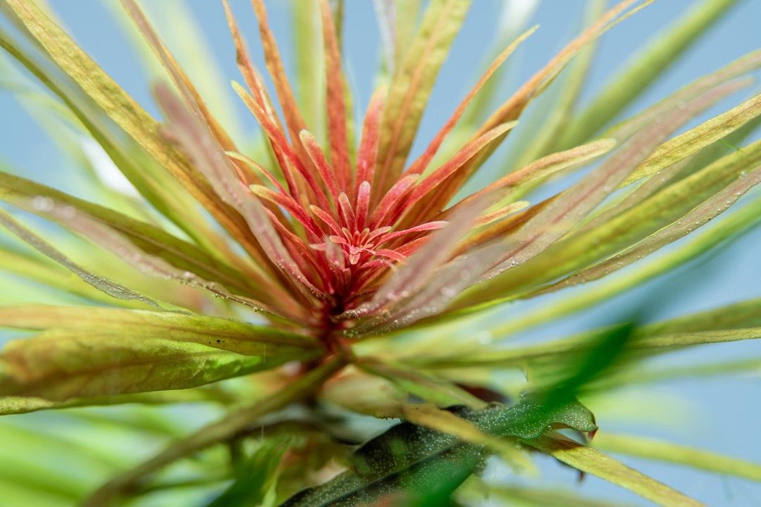 Plantă naturală de acvariu, Tropica, Ludwigia inclinata Cuba