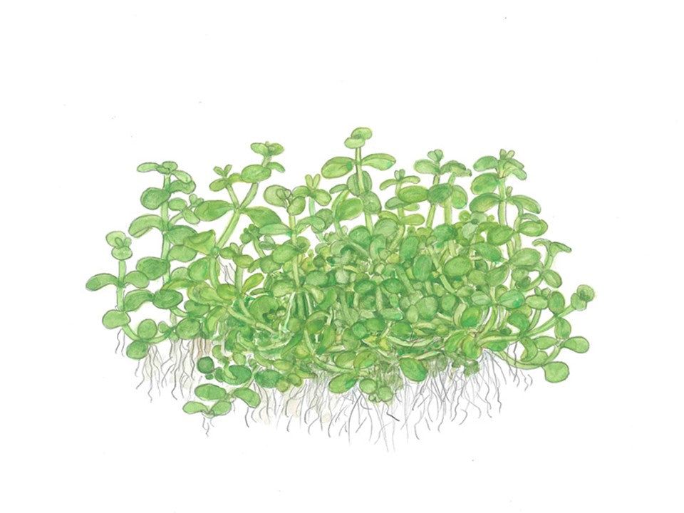 Plantă naturală de acvariu, Tropica, Micranthemum tweediei 'Monte Carlo'