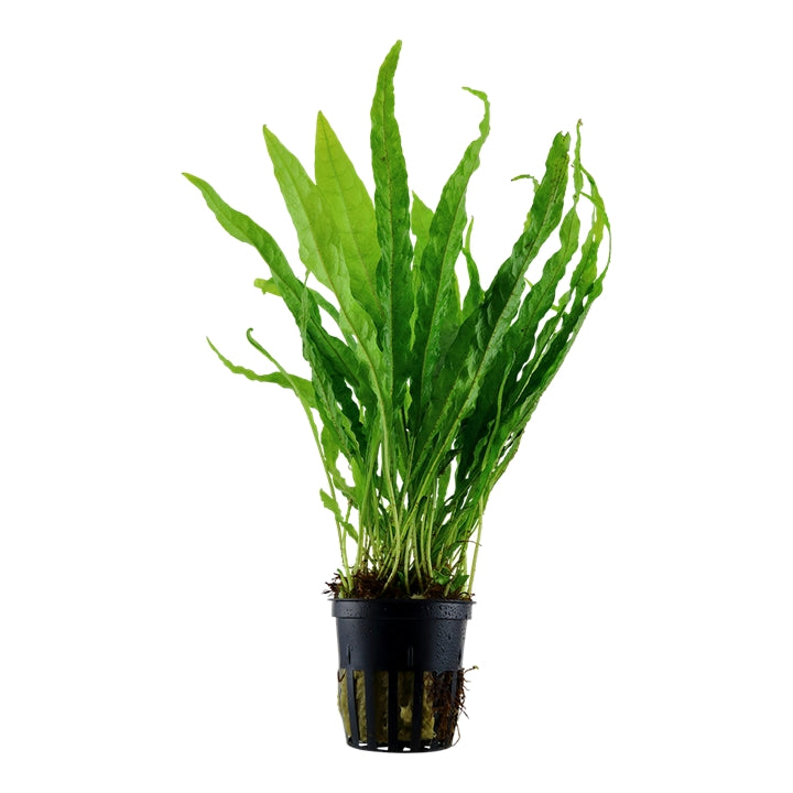 Planta naturala de acvariu, Tropica, Microsorum pteropus – endler