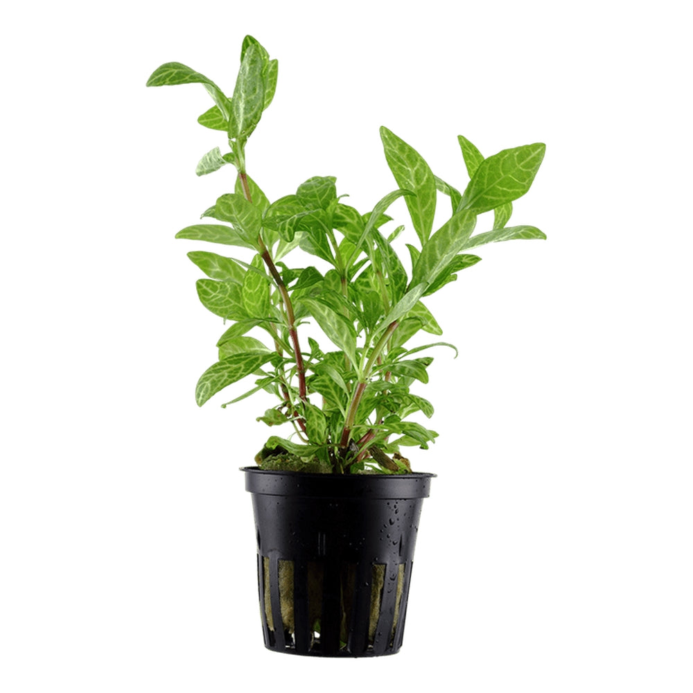 Planta naturala de acvariu, Tropica, Hygrophila polysperma Rosanervig