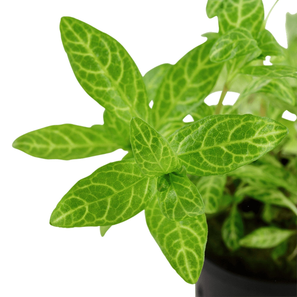 Planta naturala de acvariu, Tropica, Hygrophila polysperma Rosanervig