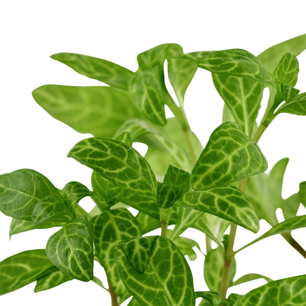 Planta naturala de acvariu, Tropica, Hygrophila polysperma Rosanervig