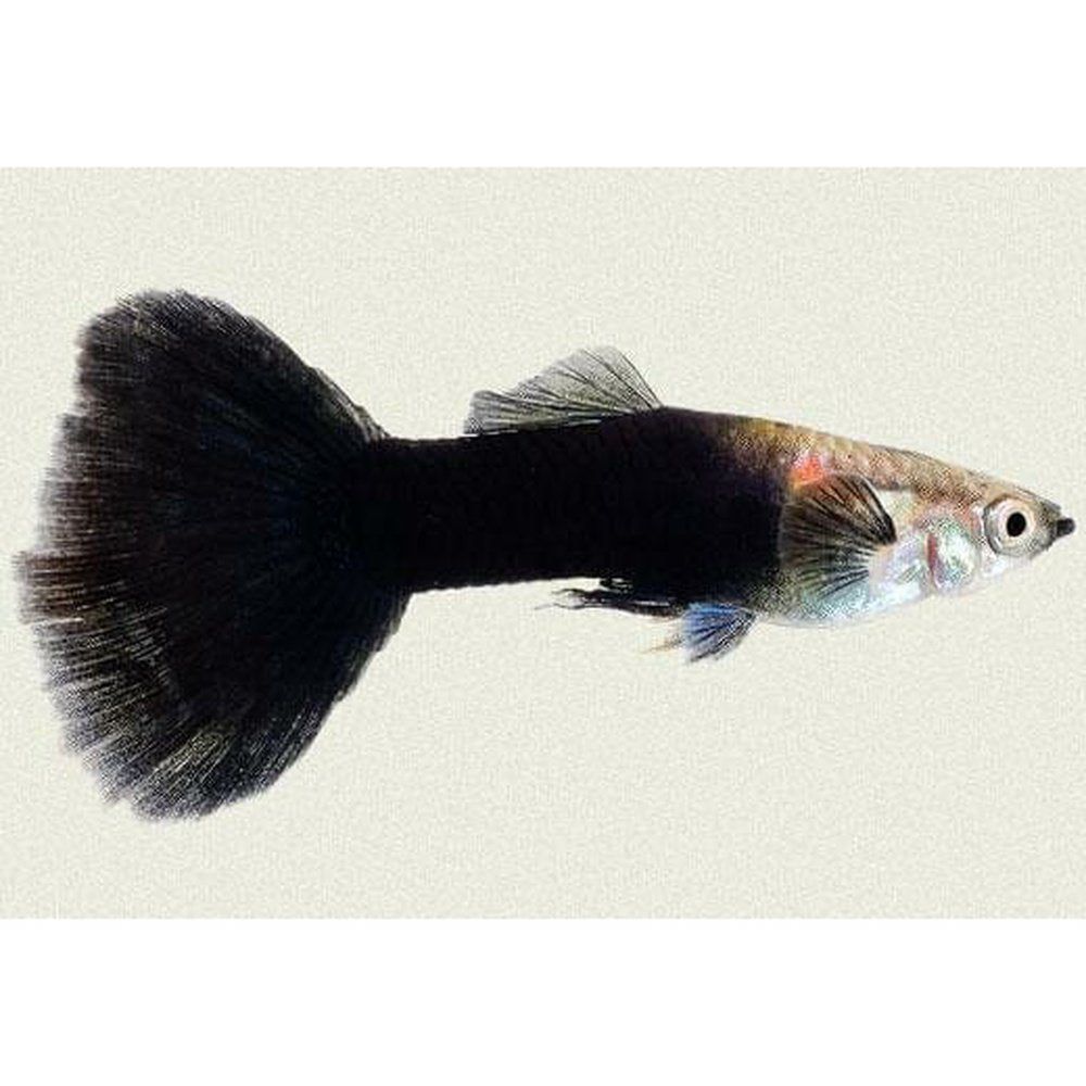 Peste vivipar, Poecilia reticulata (guppy black tuxedo) M, 3- 4 cm