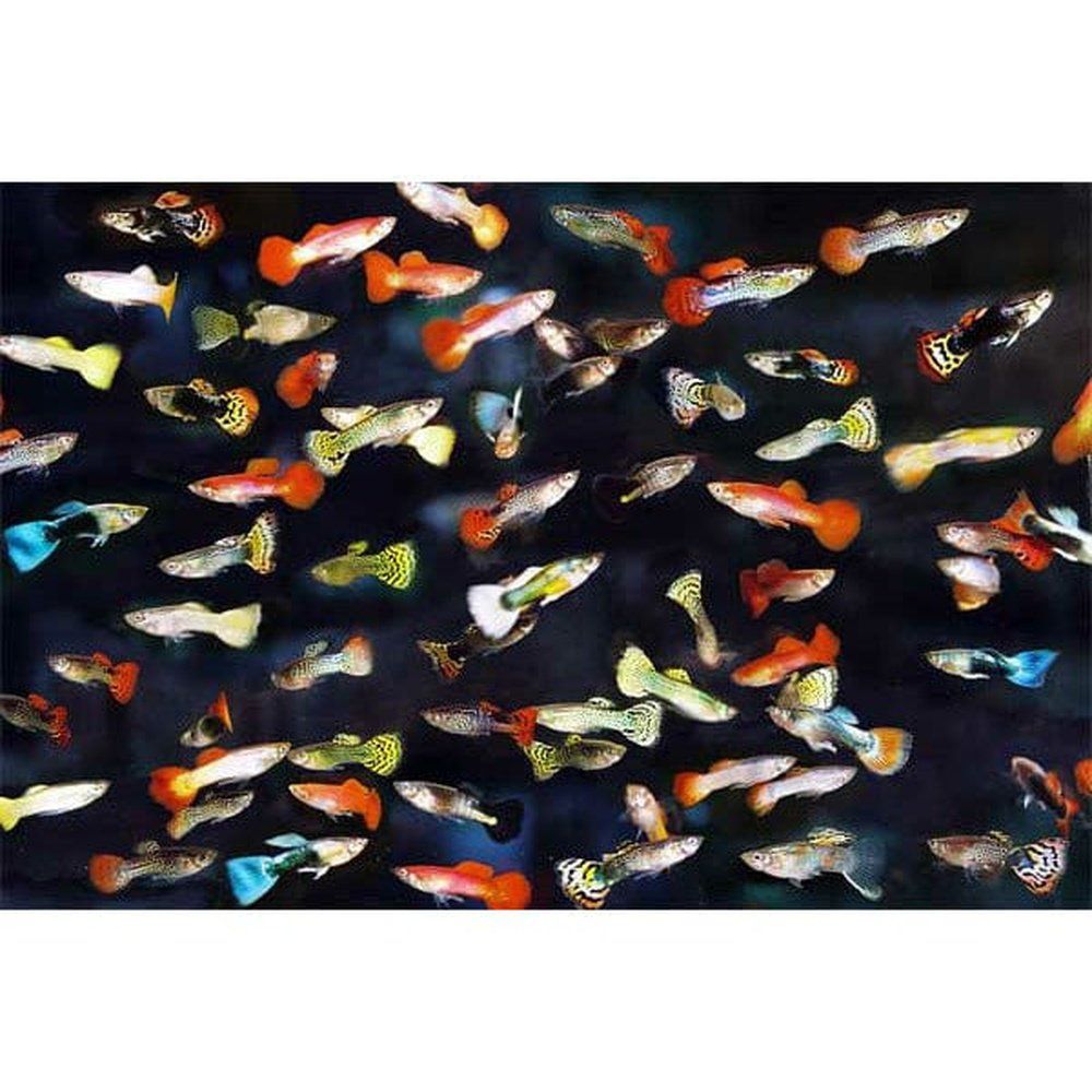 Poecilia reticulata mascul mix (Guppy mix colour)