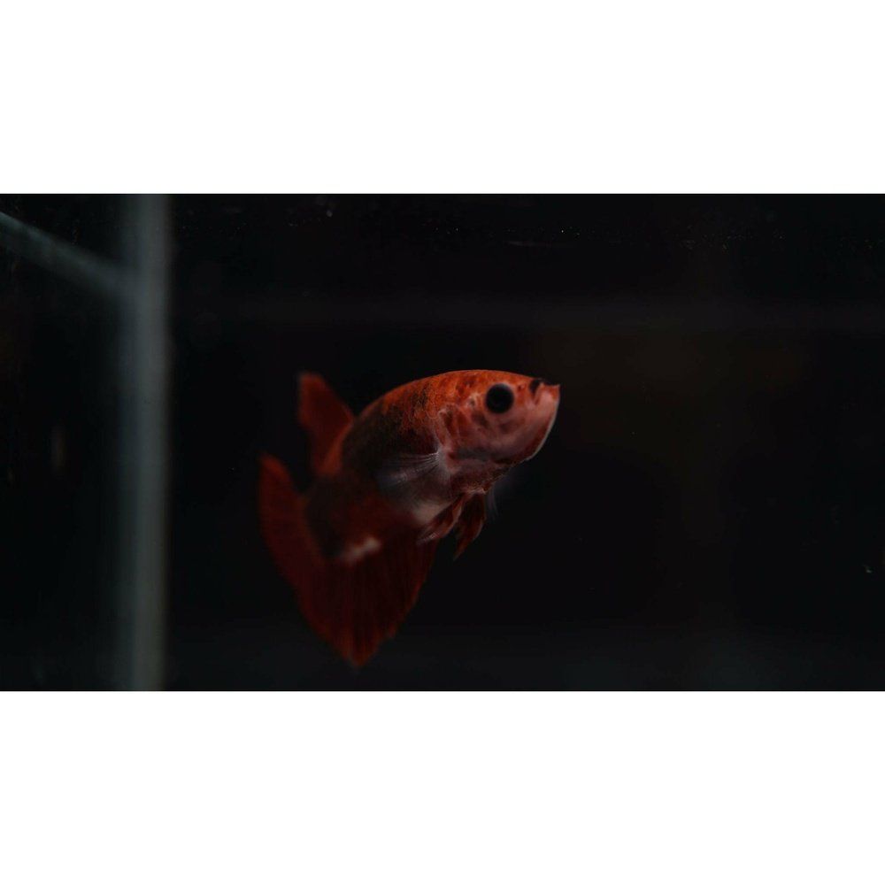 Betta red crown