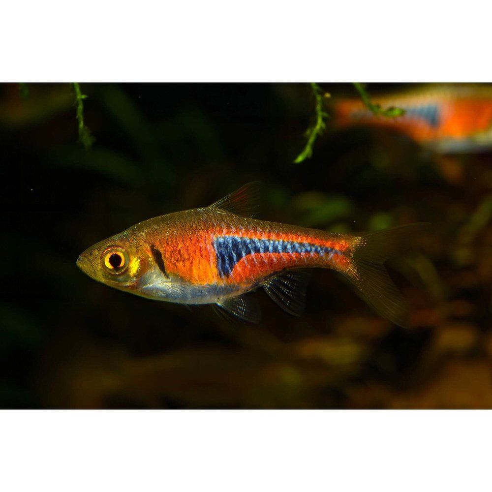 Rasbora espei 1,5 -2 cm