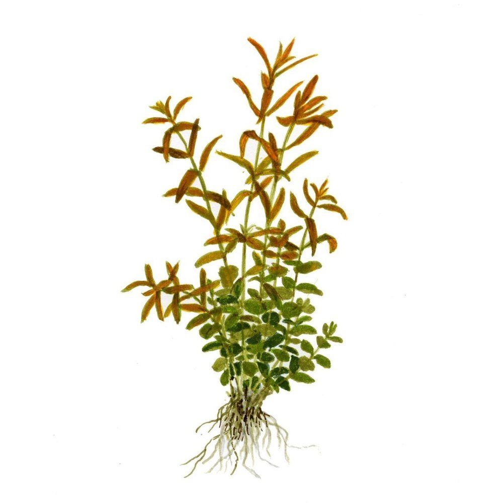 Plantă naturală de acvariu, Tropica, Rotala rotundifolia, blister, 20 cm