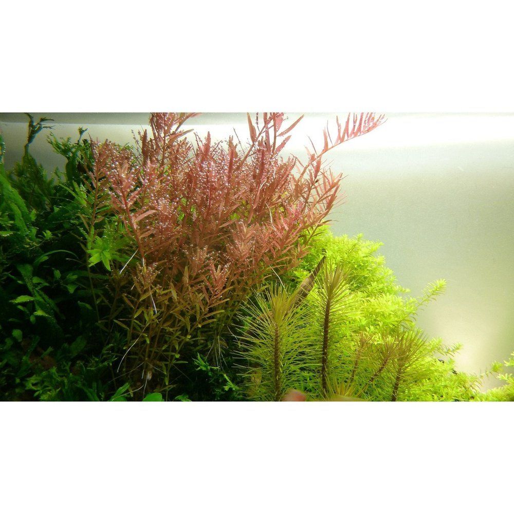 Plantă naturală de acvariu, Tropica, Rotala rotundifolia, blister, 20 cm