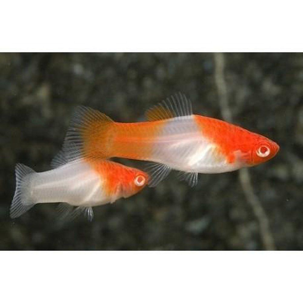 Peste vivipar, Xiphophorus helleri koi kohaku swordtail 4-5 cm