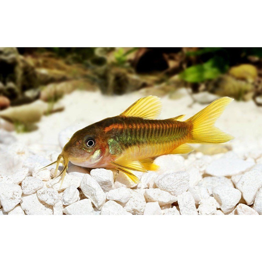 Peste sanitar, Corydoras gold laser sp. CW010 2-2,5 cm