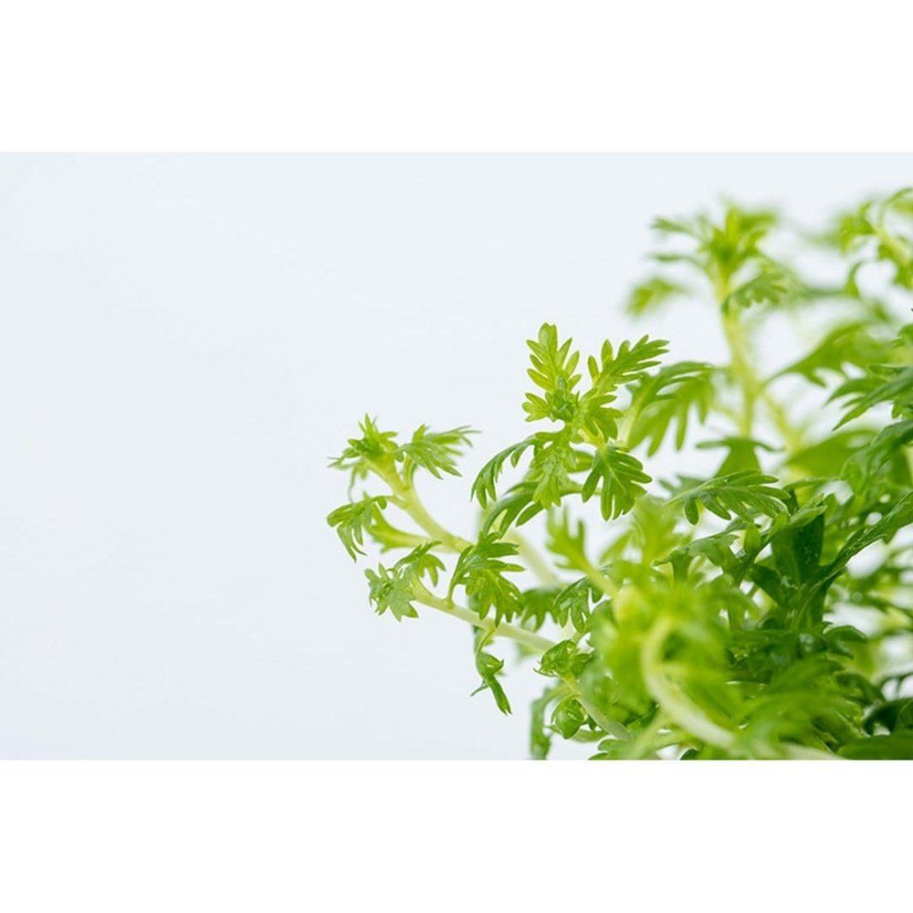 Planta naturala de acvariu, Tropica, Hottonia palustris 1-2-Grow!, 5 cm