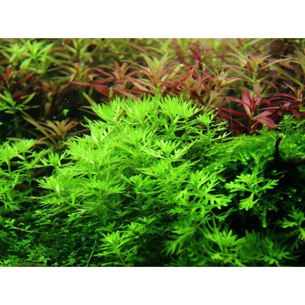 Planta naturala de acvariu, Tropica, Hottonia palustris 1-2-Grow!, 5 cm