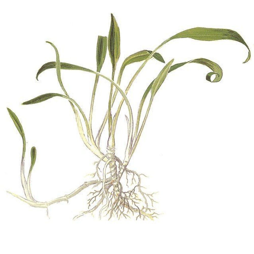 Planta naturala de acvariu, Tropica, Cryptocoryne parva 1-2-Grow!, 5 cm