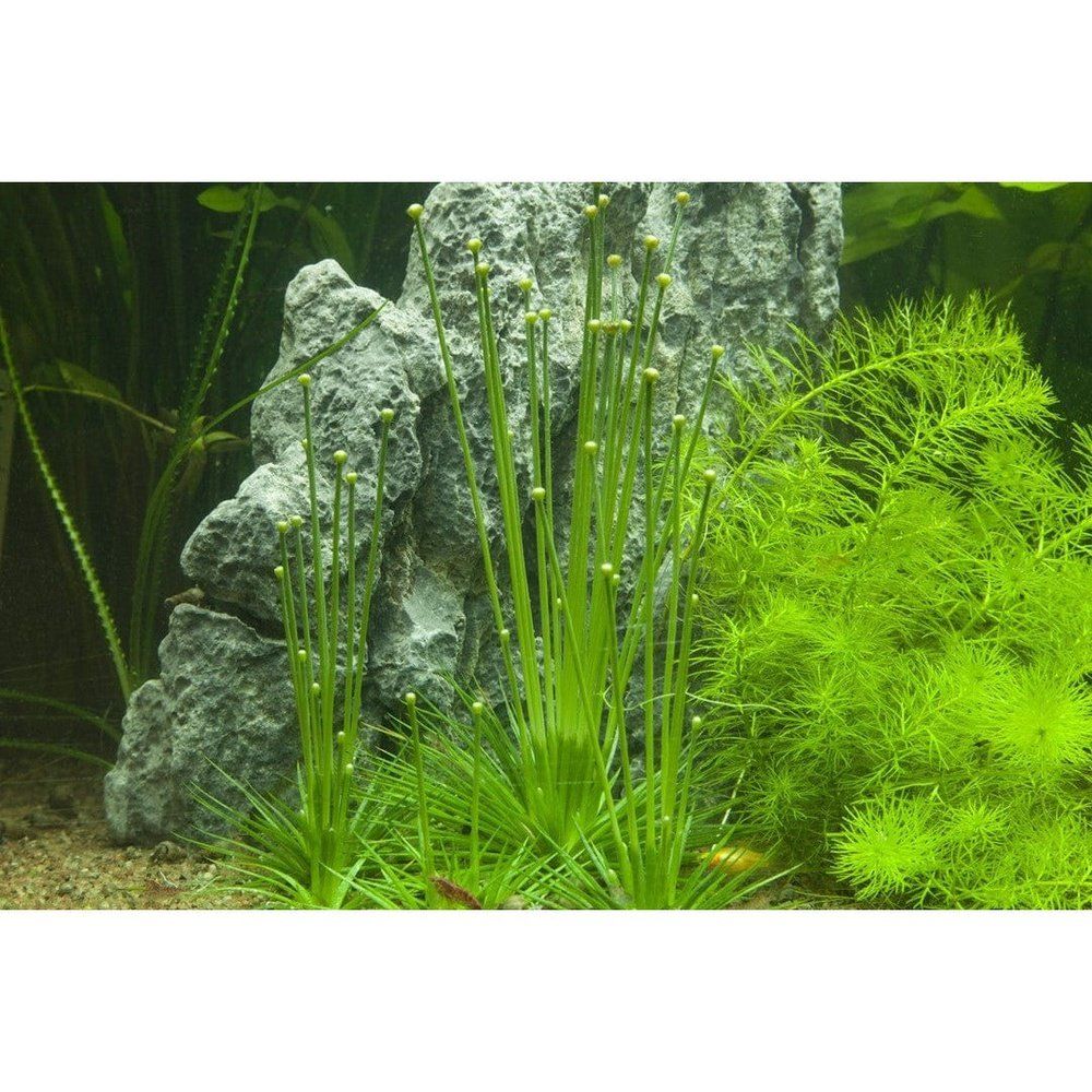Planta naturala de acvariu, Tropica, Eriocaulon cinereum 1-2-Grow!, 5cm