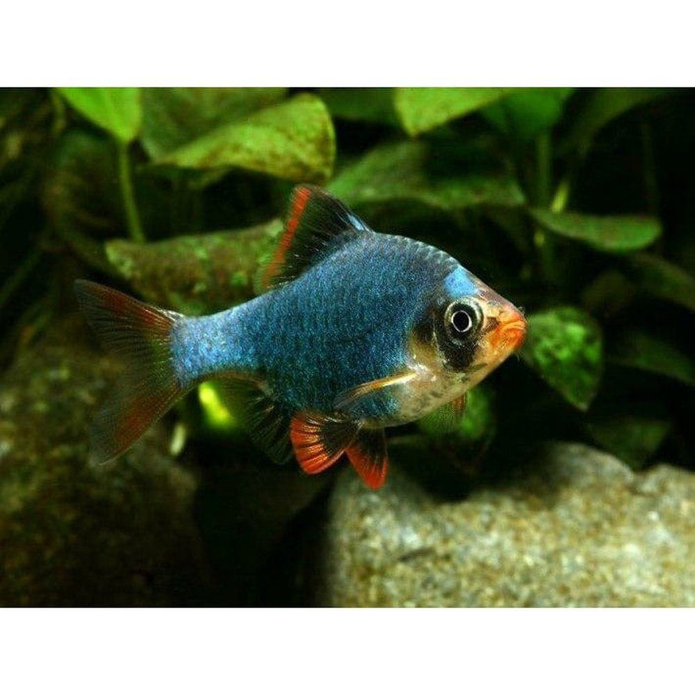 Barbus Tetrazona Green 2,5-3 cm